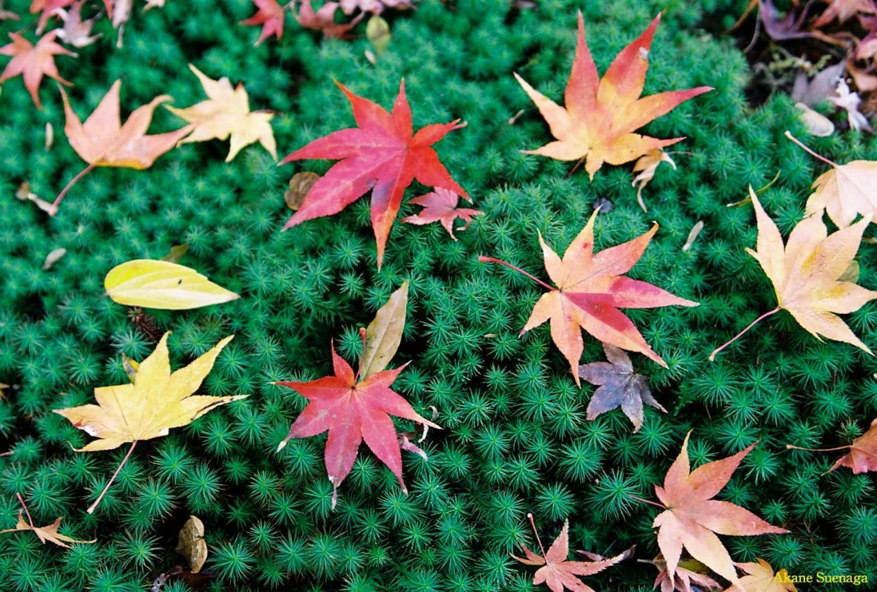 Kyoto Home Tofukuji Esterno foto